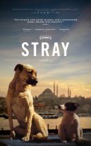 Stray-Seyret