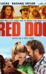 Red Dog-Seyret