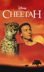 Cheetah-Seyret