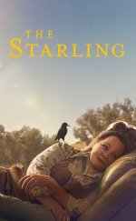 The Starling-Seyret