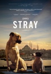 Stray-Seyret